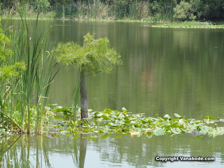 baby cypress tree growing from on e of the smaller lakes and ponds found in the tosohatchee