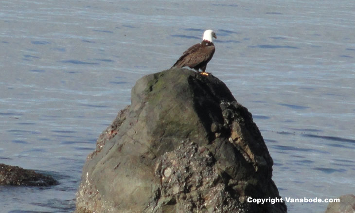 picture of bald eagle taken in sekiu washington