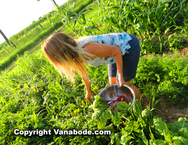 my wife Kelly picks vegetables at a farm on our road trip