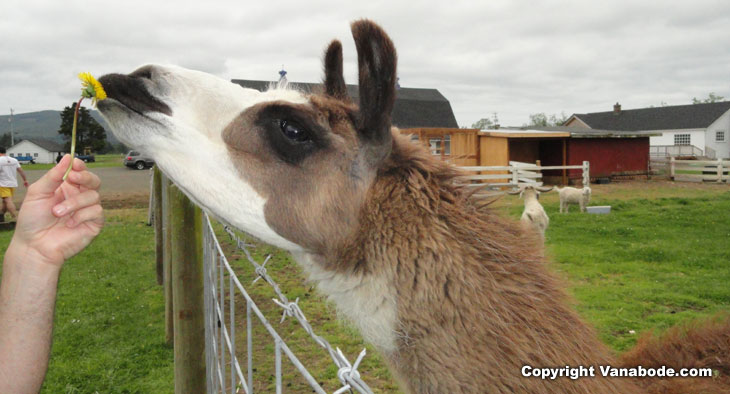 llama at blue heron cheese company in tillamook oregon picture