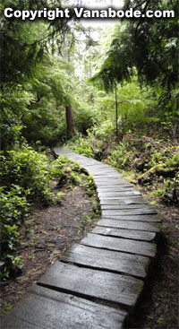 washington boardwalk forest picture