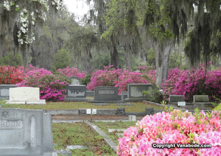 bonaventure cemetery picture savannah georgia