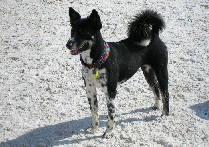 picture of dog on beach in bonita springs
