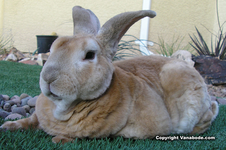 picture of bugsy in our nevada backyard