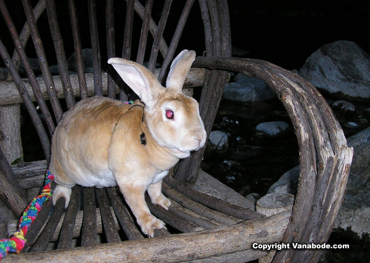 picture of bugsy in big sur california