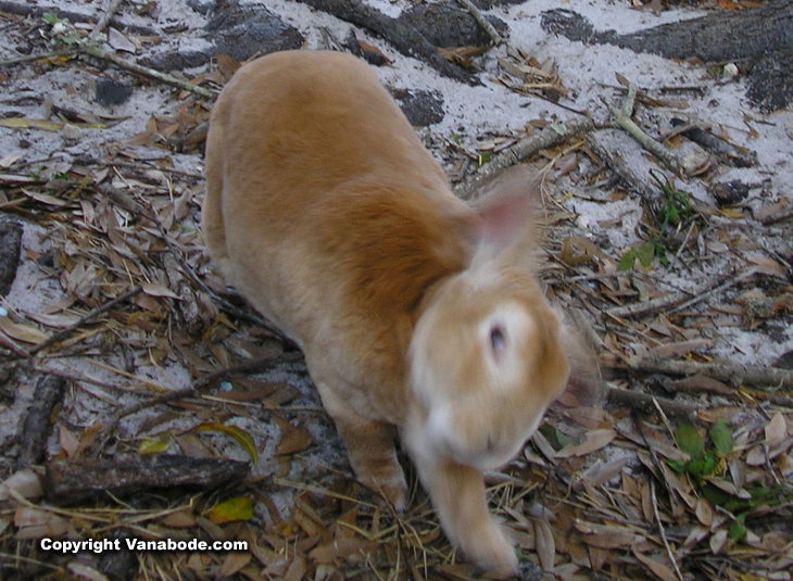 picture of bunny rabbit binky