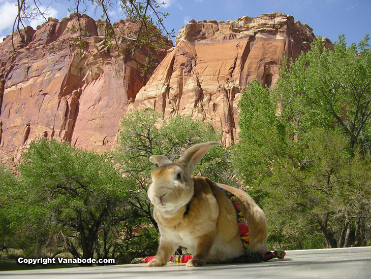 picture of bugsy at capitol reef national park in utah