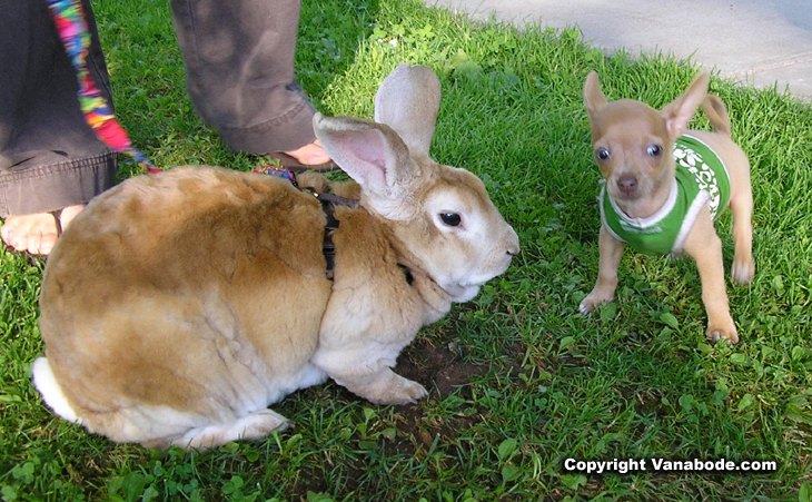 picture of bugsy and new friend chihuahua