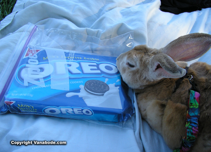 picture of bugsy resting his chin on a bag of oreos