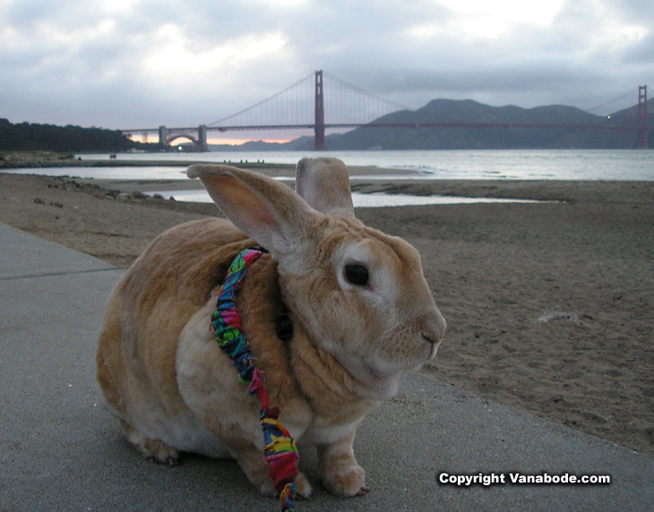 picture of bugsy near golden gate bridge in san francisco