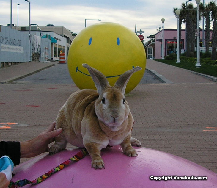 picture of bugsy in Virginia Beach