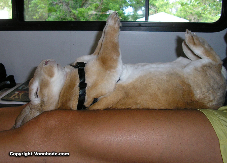 Picture of rabbit in trance with harness