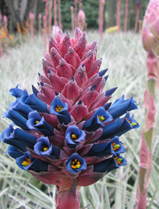 picture of flower coming from an aloe plant