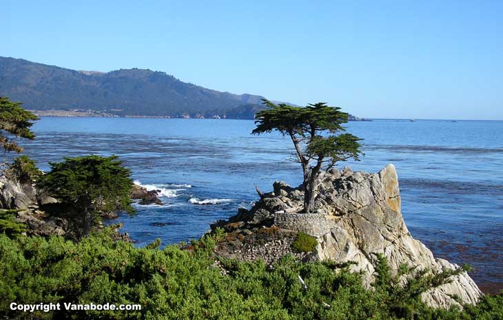 famous tree growing nearly on the ocean in california picture
