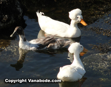bouffant ducks in camden maine picture
