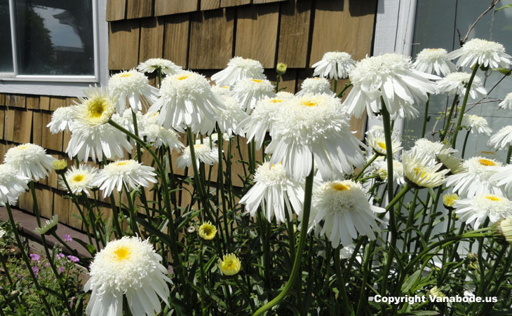 picture of flowers in bloom in cannon beach oregon