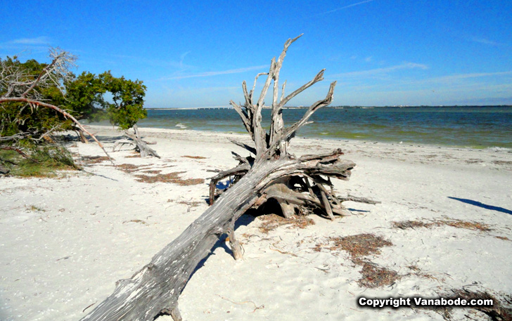 cape coral beach driftwood seen on Sanibel island