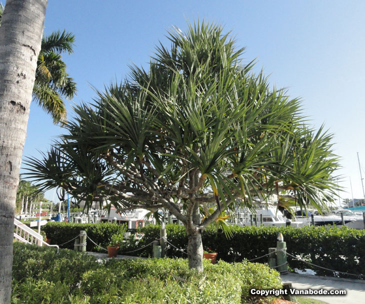 picture of screw pine in cape coral florida