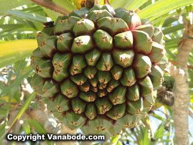 picture of screw pine fruit in south florida