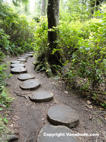 cape flattery hiking trail washington picture