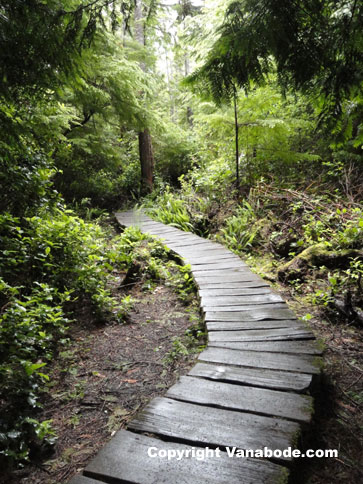 cape flattery cedar boardwalk trail picture