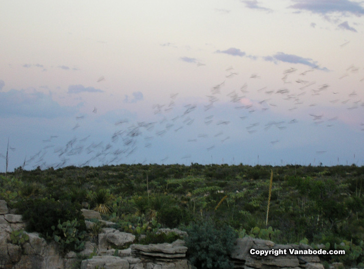 picture of bats in carlsbad new mexico