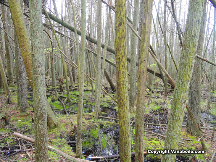 heavy forest in cattus island park