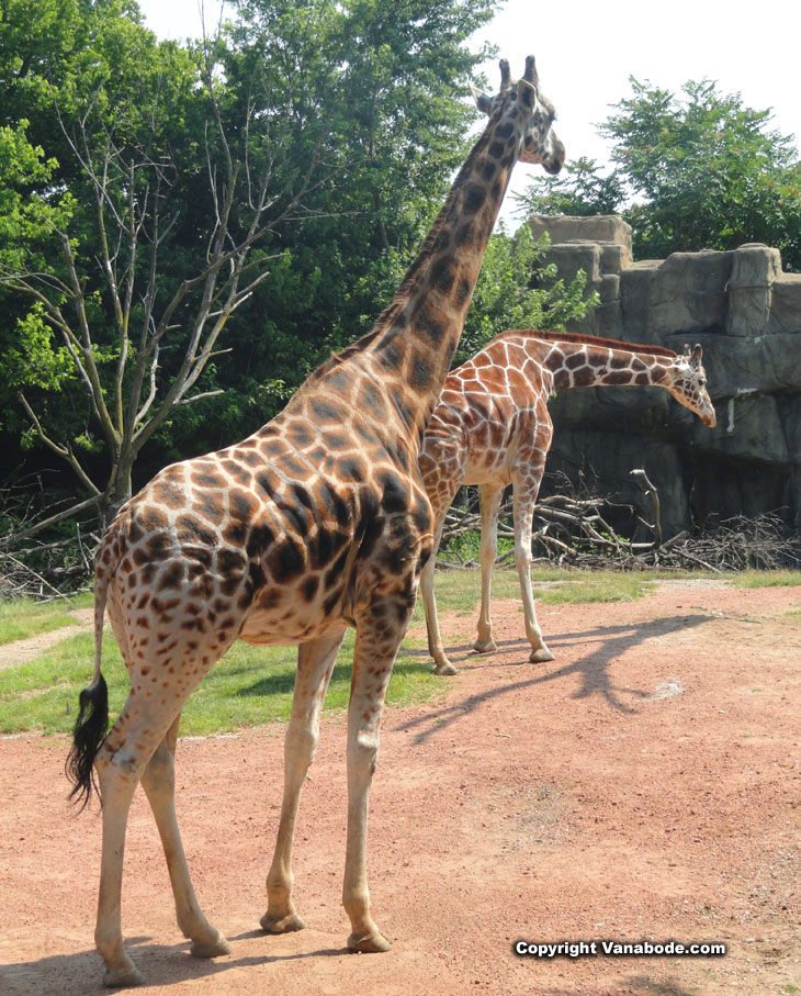 giraffes in chicago zoo and conservatory