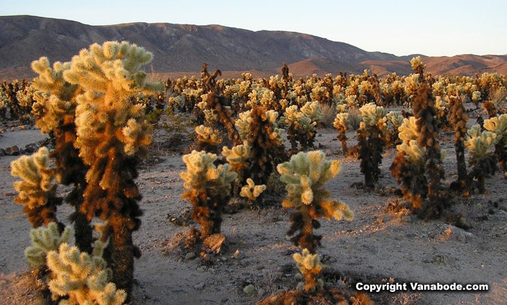 picture of cholla cactus garden joshua tree park