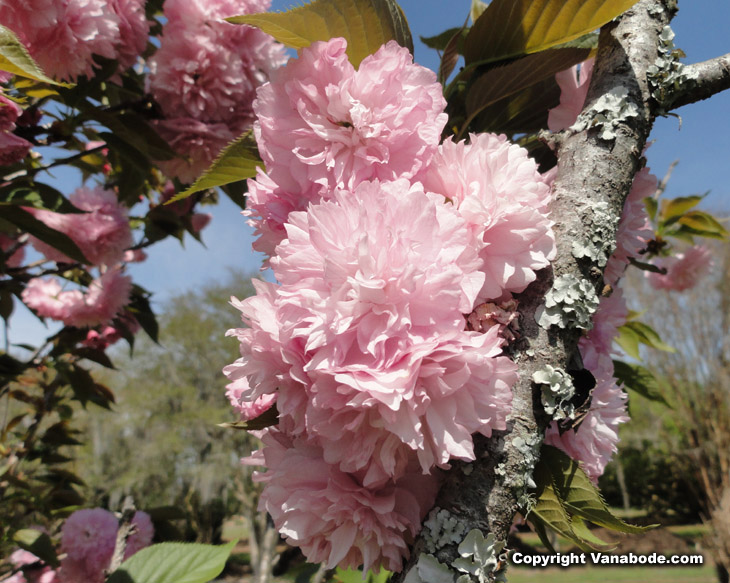 Coastal Georgia Botanical Gardens stunning pink flower picture