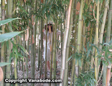 coastal botanical gardens bamboo forest picture