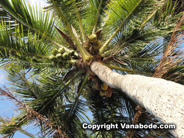 coconut palm tree in florida keys picture