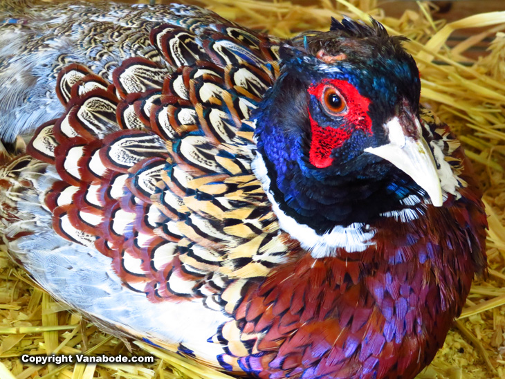 brightly colored pheasant at washington county fair