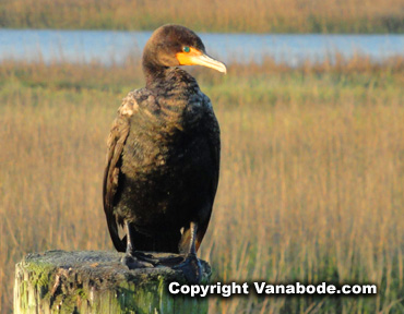 comorant in murrells inlet south carolina near marsh walk