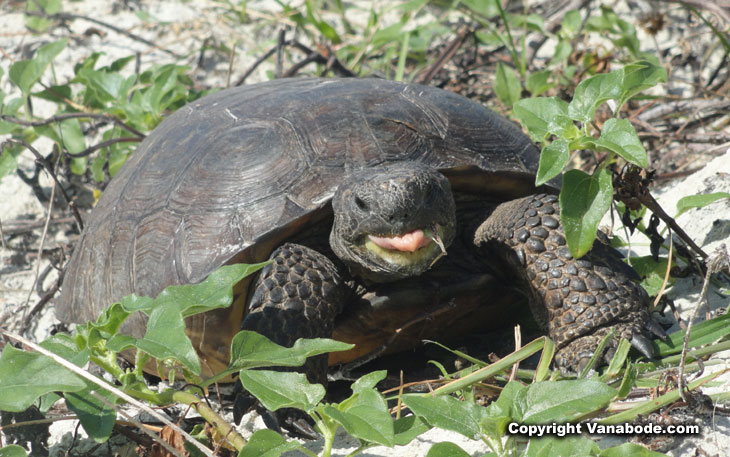 ponce inlet resident ground tortoise picture