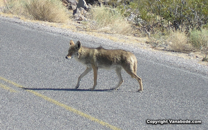 picture of coyote in death valley california