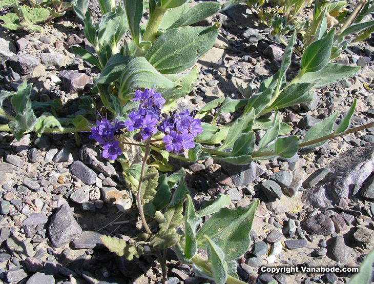 picture of purple flowers blooming in death valley