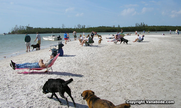 dog beach in bonita fl picture