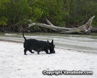 picture of terrior at dog beach near fort myers