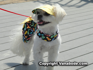 dog wearing a hat on myrtle beach boardwalk
