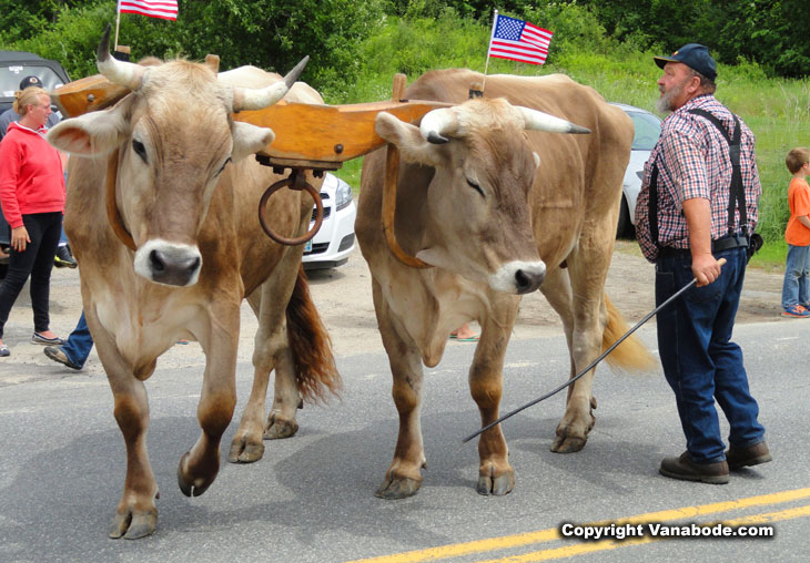oxen in parade without harness or bits