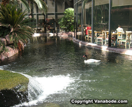 Picture of swan in Flamingo Hotel Wildlife Habitat