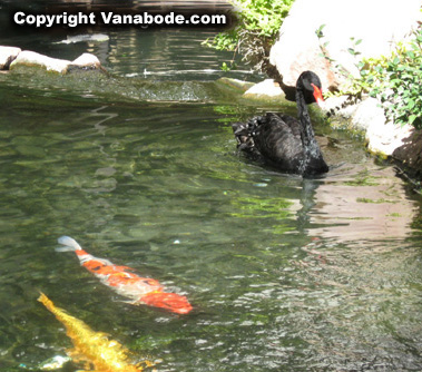 Picture of koi and Australian Black Swan at Flamingo Habitat