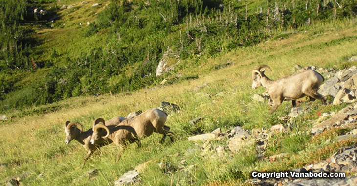Picture of bighorn sheep on hill at Logan Pass