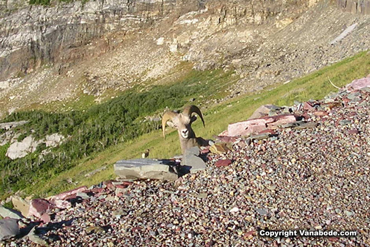 Picture of bighorn sheep peaking over rocks at Glacier