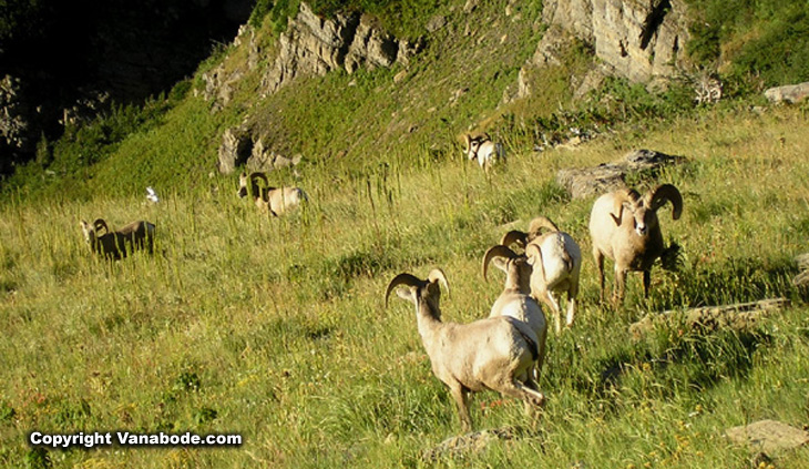 Picture of herd of sheep at Logan Pass