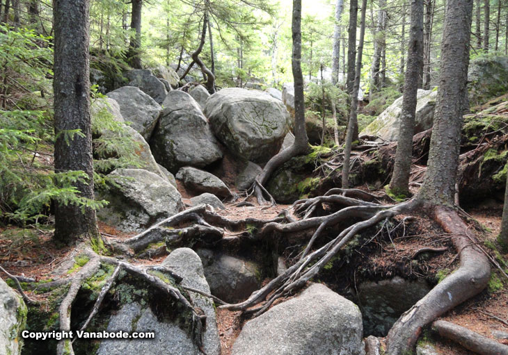 grafton notch tree lined uphill trails