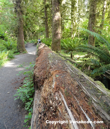 sitka spruce tree along hoh spruce trail olympic national park picture