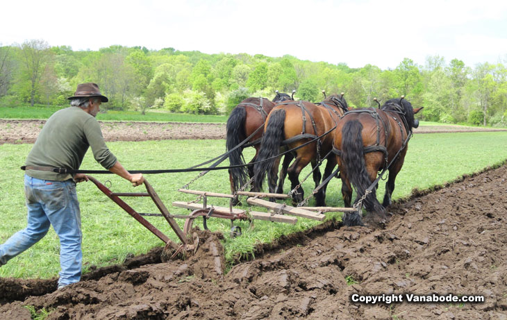farmer plows for corn using three horses at once