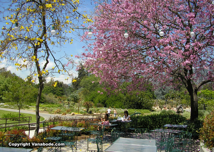 the arboretum peacock cafe picture